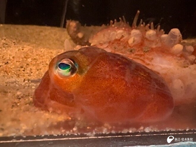 白い光を当てた時