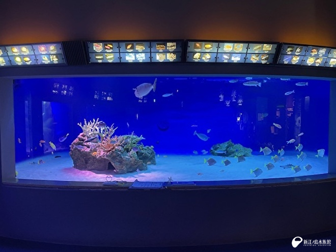 トロピカル水槽　休館日明け展示変更後