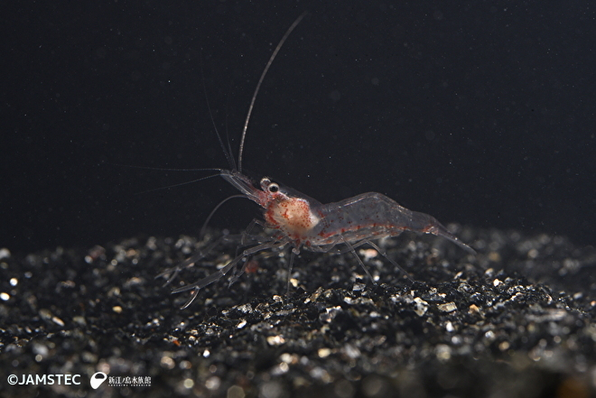 煮えくり返った熱湯→タギリカクレエビ…鹿児島湾の水深80～100ｍ等に生息