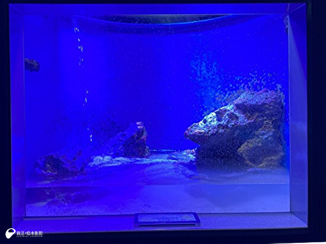 空っぽでピカピカの水槽に水をためているところ
