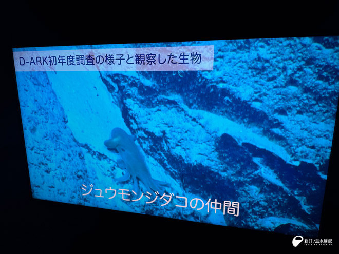調査映像展示