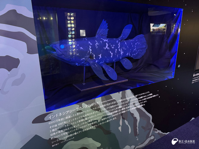 インドネシアシーラカンスのレプリカ