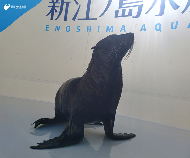 お散歩中の「アポロ」