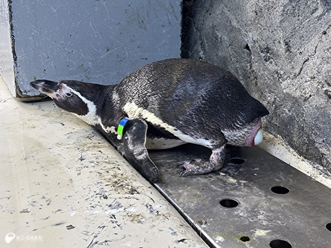 前傾かつお尻を上げて産卵の姿勢をとるフンボルトペンギン「ウタ」