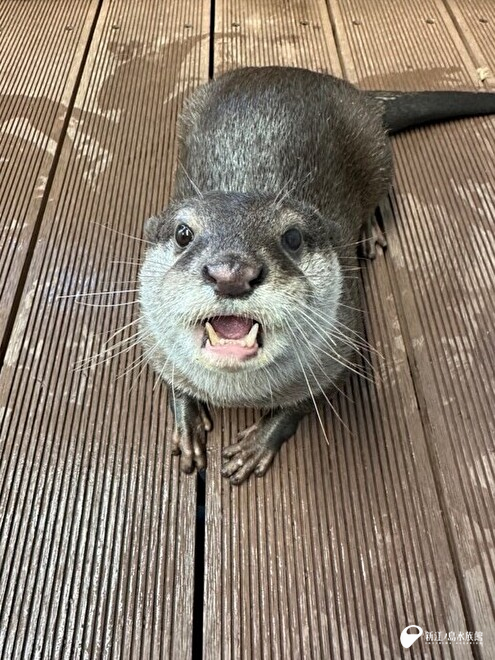 コツメカワウソの「モミジ」