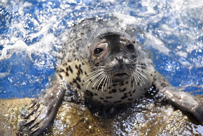 ゴマフアザラシの「ワカ」