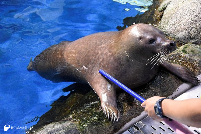新しい毛が生えていない状態の「ワカ」