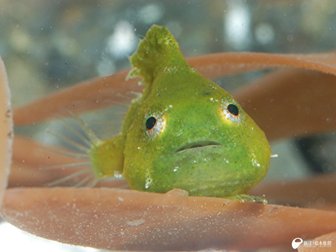 ダンゴウオ成魚