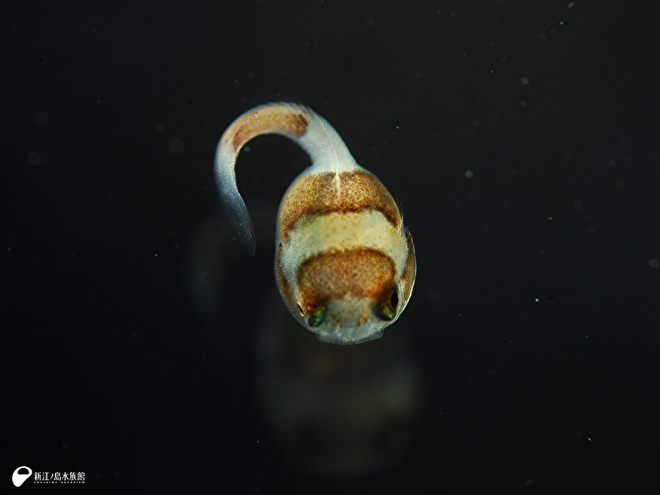 ダンゴウオ子（※現在、稚魚は展示しておりません。成魚のみの展示です。）