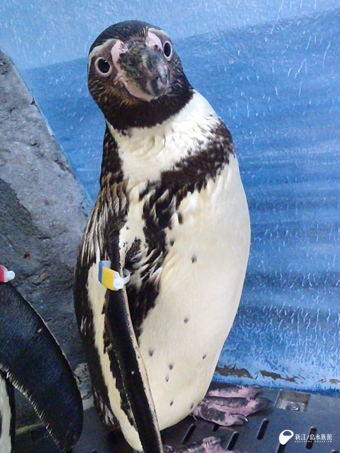 フンボルトペンギン「サニー」