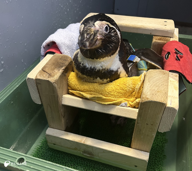 リハビリ中の「サニー」