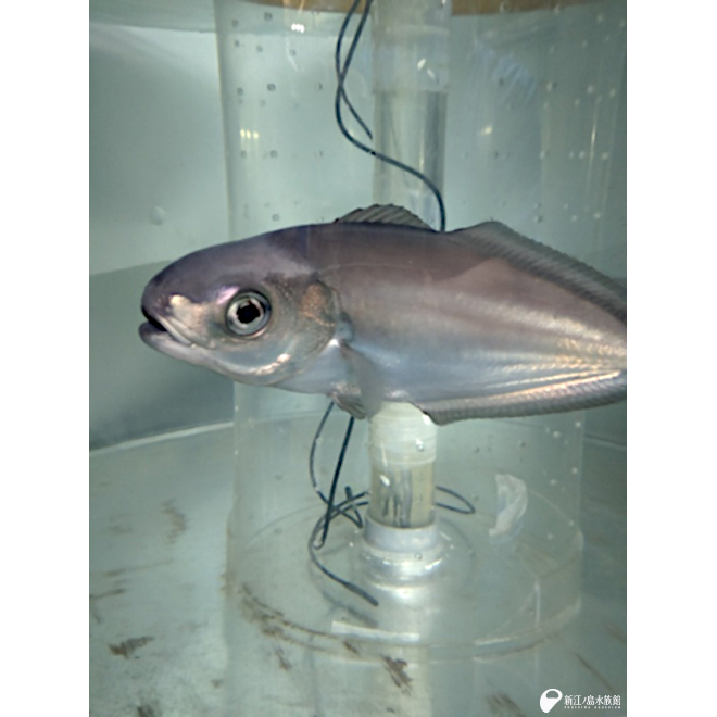 チラッとこちらを気にするハナビラウオ
