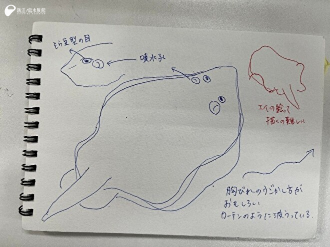 スケッチブックの 1ページ目にかいた相模湾大水槽のエイ