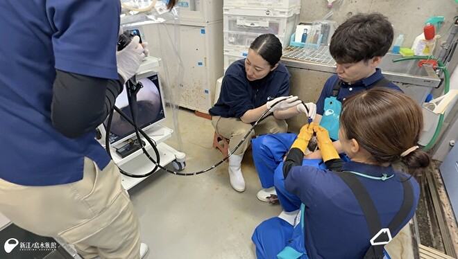 ペンギン内視鏡定期検査のサポート