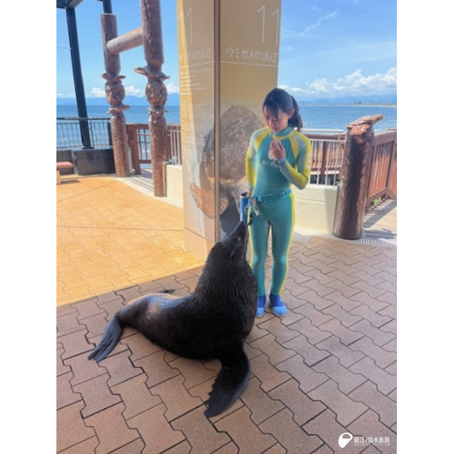 ウミガメの浜辺の近く