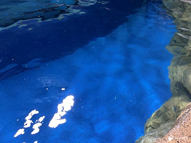 小さな毛がたくさん浮いているアザラシプールの水面