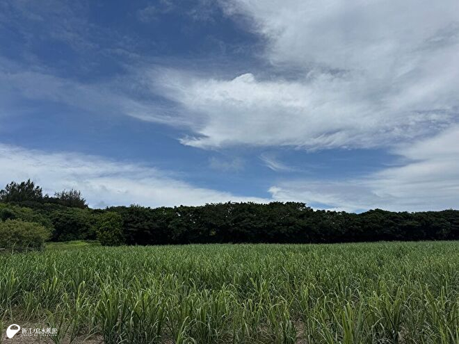 サトウキビ畑