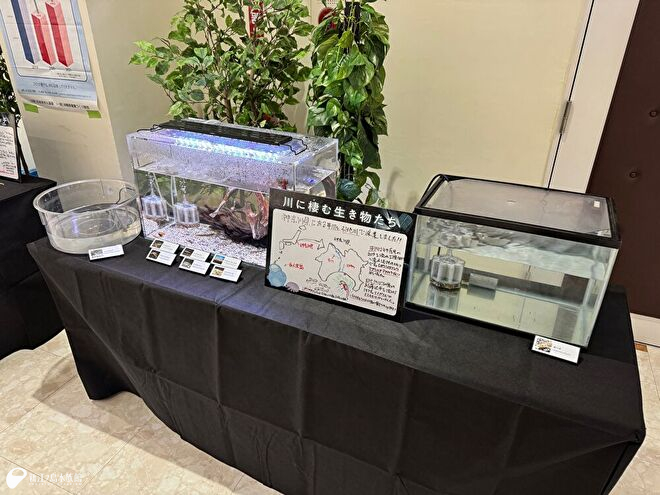 川の生き物水槽