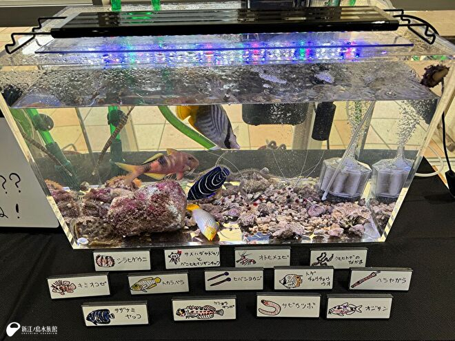 南大東島の沿岸生物水槽