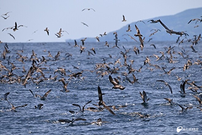 辺り一面海鳥！