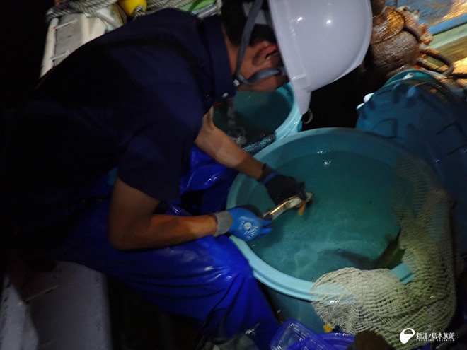 魚のケアをする加登岡トリーター