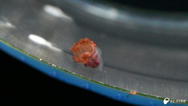 摂餌直後のようす ： 口が広がり、同じくらいの大きさのクラゲを丸のみにしました。