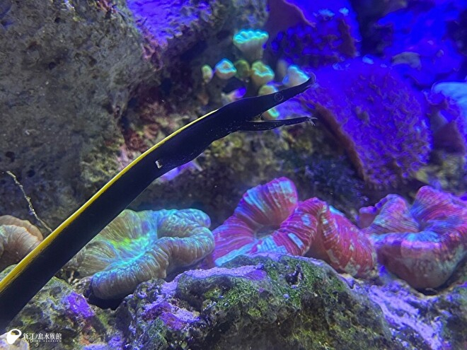 ハナヒゲウツボ