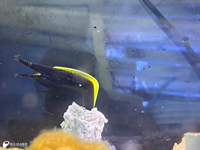 バックヤードで飼育中のハナヒゲウツボ