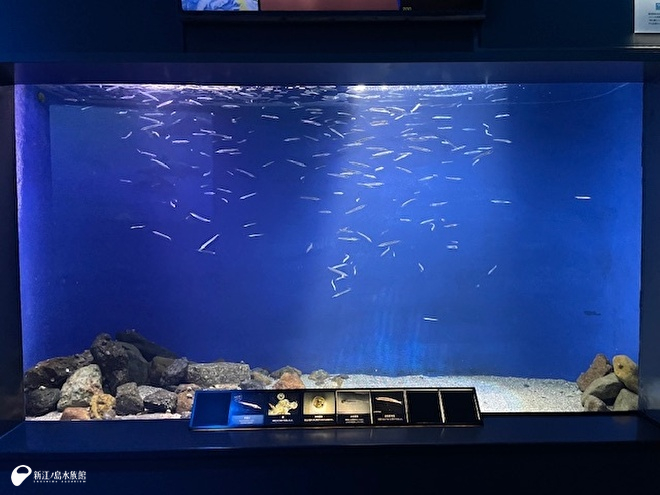 サヨリ展示