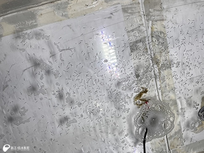 たくさんの孵化仔魚