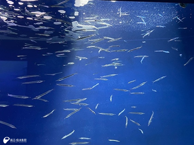 サヨリ涼し気
