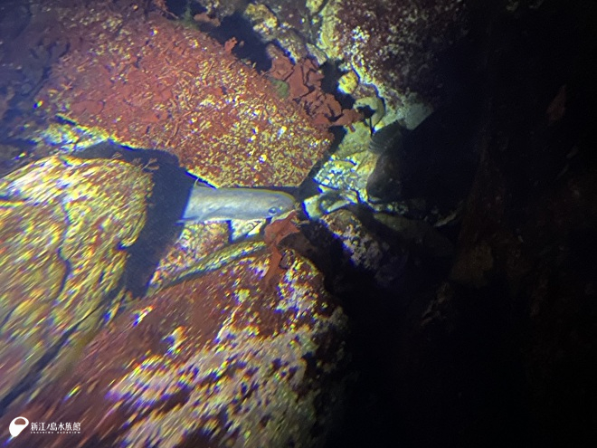 岩礁水槽の隠れキャラ、ウナギ！