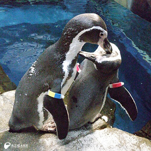 左：「サニー」／右：「ルビー」