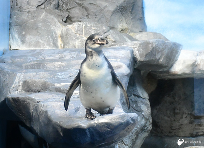 愛称募集中のフンボルトペンギン