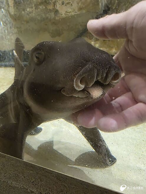ネコザメの歯
