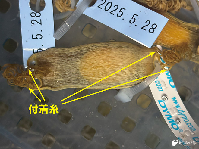 トラザメの卵