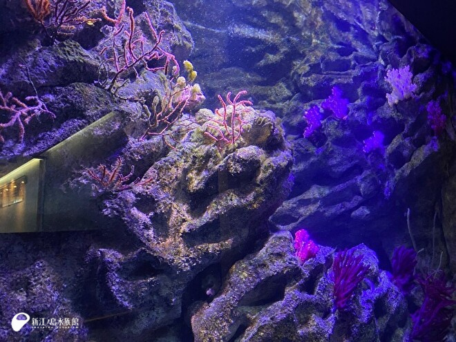 えのすいeco環境水槽