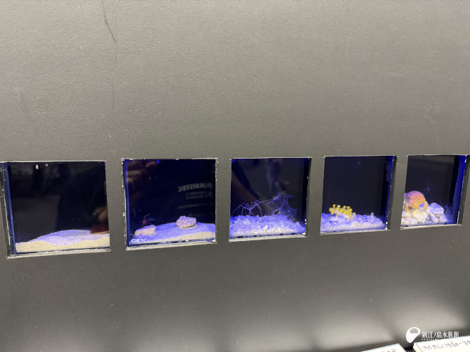 小さな生き物もよく見える小窓水槽