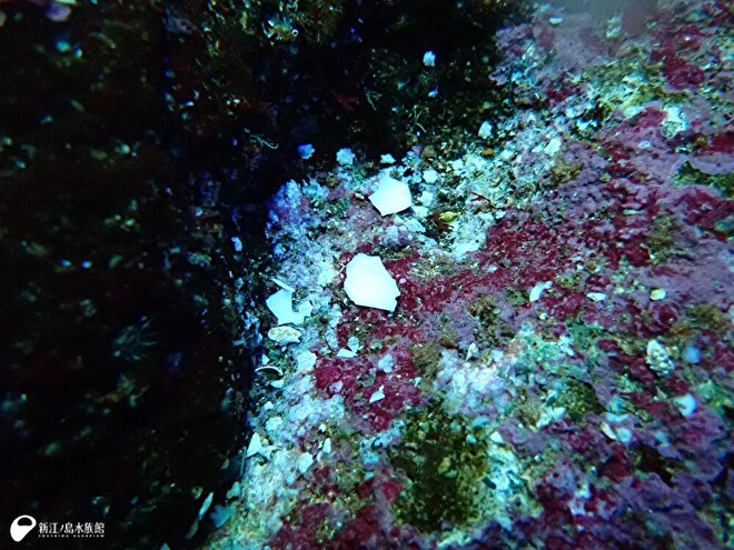 粉々になったアサリの殻