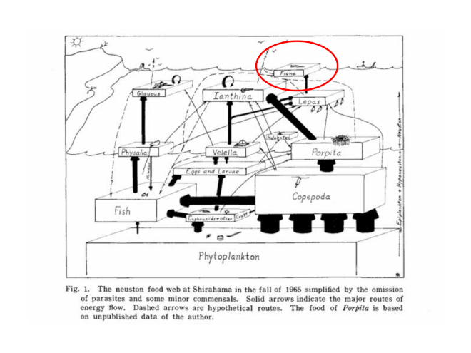 引用：Bieri, R. 1966. Feeding preferences and rates of the snail, Ianthina prolongata, the barnacle, Lepas anserifera, the nudibranchs, Glaucus atlanticus and Fiona pinnata, and the food web in the marine neuston.