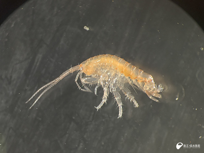水槽内にいたヨコエビの仲間
