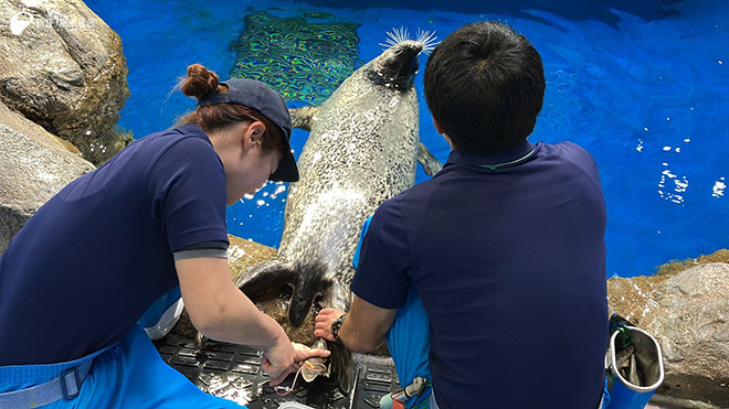 ゴマフアザラシ「ココ」の採血のようす