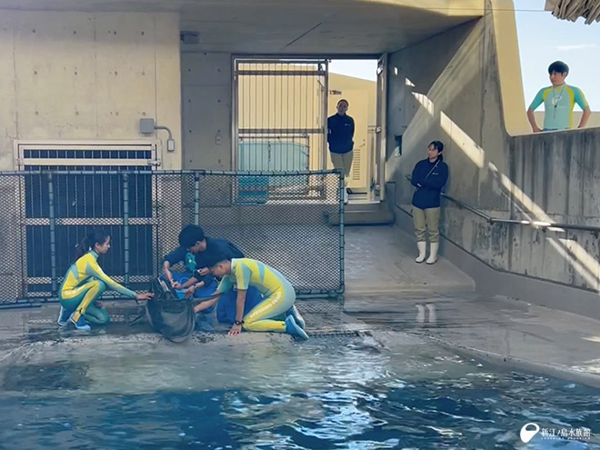 ハズバンダリーでワクチン接種を実施しているカマイルカ「セブン」