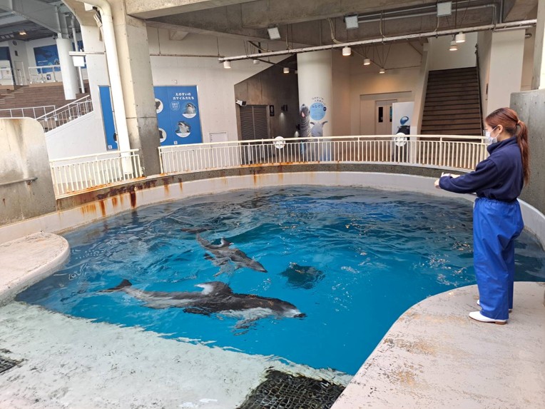 ワッチ（観察）のようす