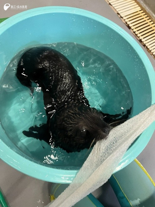 樽に収まり、ボディータオルをくわえる遊びにハマっています。