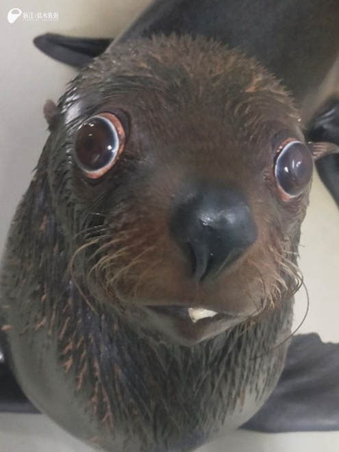 大きい眼がチャームポイントの「ムサシ」