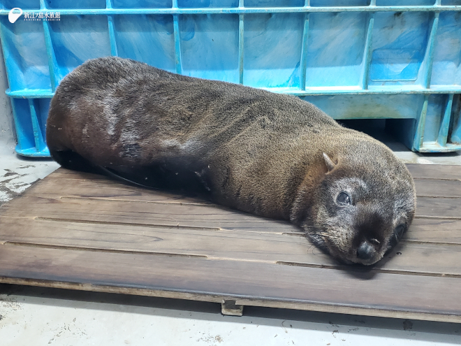 まだまだ眠たそうな「アトム」