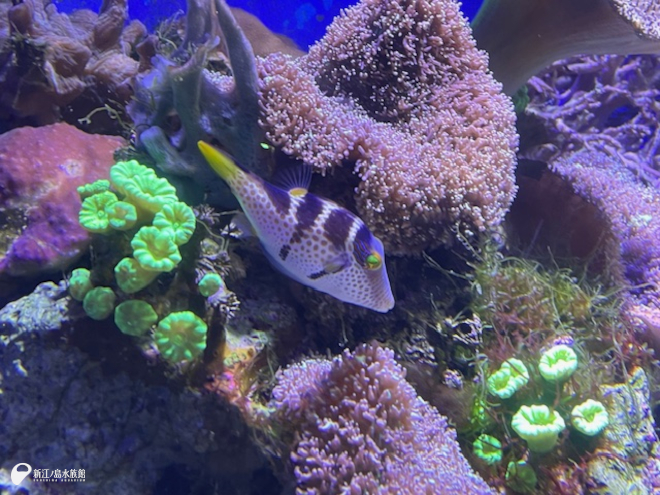 シマキンチャクフグ