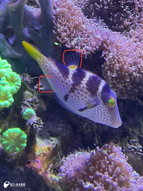 シマキンチャクフグのひれ