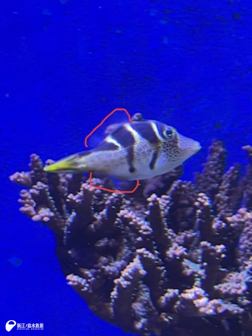 ノコギリハギのひれ